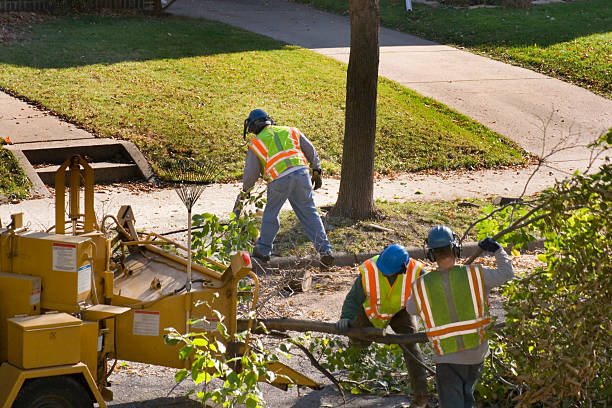 Best Palm Tree Trimming  in Ortonville, MN